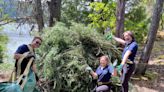 Scotch broom completely removed from park in Shawnigan Lake