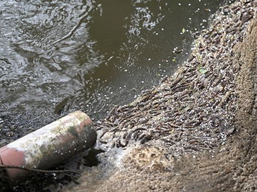 All wastewater companies in England and Wales face Ofwat investigation over sewage spills