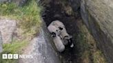Ewe and lambs rescued from mountain crevice in Peak District