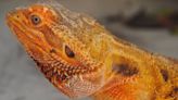 Video Showing Pet Bearded Dragon's Trust in Her Mom Is Bringing People to Tears