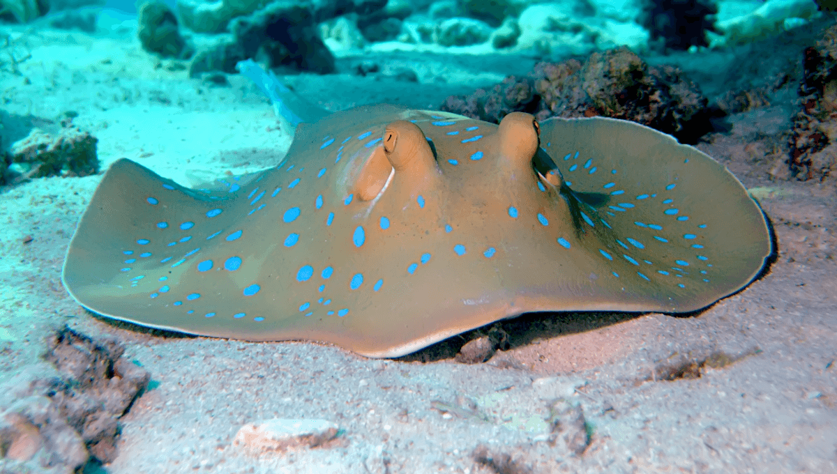 Mystery Of Ribbontail Ray's Ludicrously Blue Spots Reveals A "Surprising And Fun Solution"