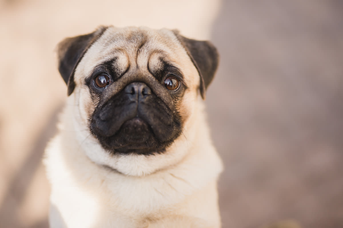 Rescue Pug Mix's Hopes Dashed as Cat Toy Serves Up Major Dinner Disappointment