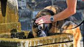 ¿Cómo evitar que nuestras mascotas sufran un golpe de calor? Esto dicen los expertos