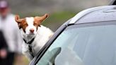 Driving expert shares hack to driving with dogs - and avoiding £5k fine