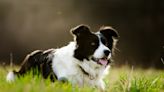 Border Collie's Clever Way of Helping Puppy Out of a Ditch Is Impressive