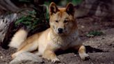 2 Australian women were fined thousands of dollars after authorities say they posed with 'extremely dangerous' wild dingoes in social-media posts