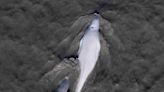 Study tracks calls used by endangered Alaska belugas – and human-made noise in their habitat