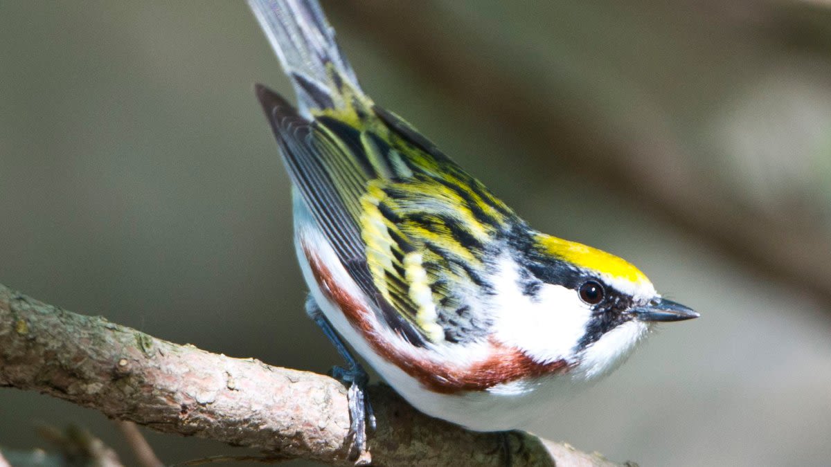 Alerts issued as millions of birds expected to cross Illinois overnight