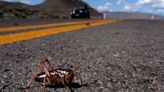 WATCH: Nevada confronts invasion of blood-red crickets