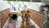 Denver Animal Shelter Encourages Adoption of Big Dogs