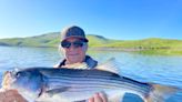 Fishing report, April 17-23: Delta stripers and bass bites are enticing anglers. Don Pedro trout are on a tear and bass Lake trout are making for easy limits.