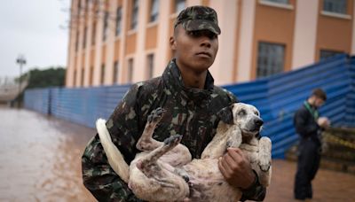Animales tratados como personas en el drama ecológico de Brasil