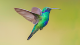 Woman's Kind Gesture Toward Injured Hummingbird Has People Invested