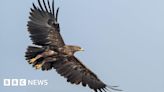 Ukraine war forced eagles to change migration route
