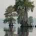 Great Dismal Swamp