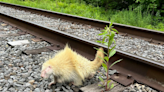 Pareja encuentra a un “cachorrito” extraño en el norte del estado de Nueva York, pero resultó que era un puercoespín albino