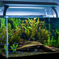 A type of aquarium that houses saltwater fish, invertebrates, and corals. Requires a more complex filtration system, lighting, and regular water testing. Popular fish species include clownfish, tangs, and angelfish.