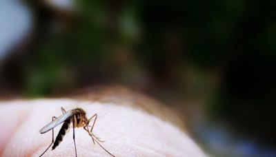 We Asked 4 Pest Experts to Name the Top Mosquito Repellents