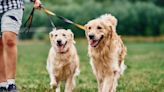 Golden Retrievers Recreate 'Lady and the Tramp' Dinner for Their First Date Together