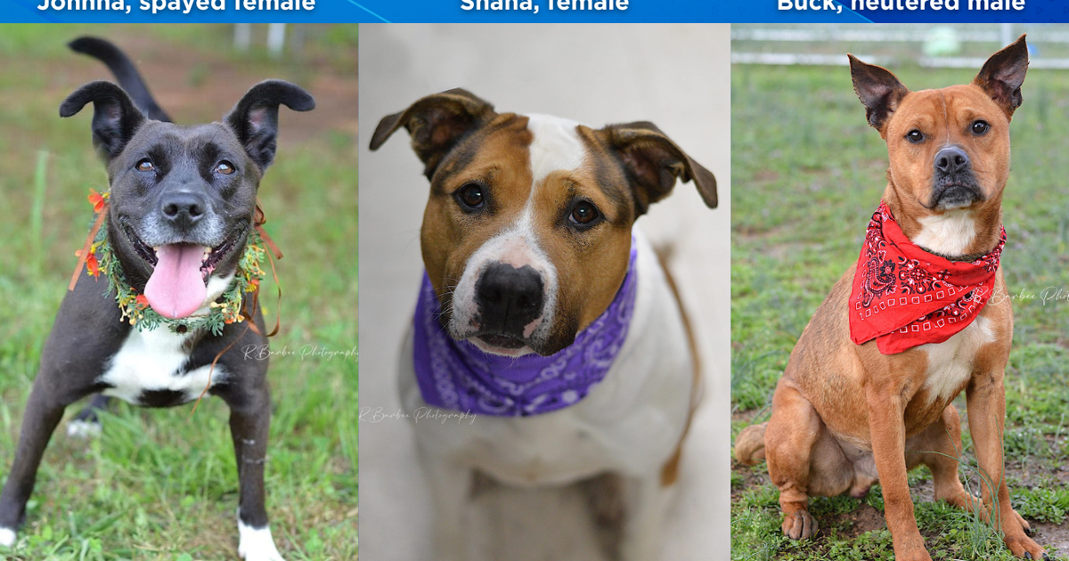 UPDATE: All adoptable dogs scheduled for euthanasia find homes just in time