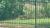 Video: Bobcat sighted near Rayne apartment complex