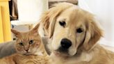 Golden Retriever Makes Cat 'Fall in Love' Again After Loss of Family Dog: 'She Healed' Him (Exclusive)