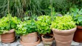 How to grow lettuce in pots – expert tips for quick and easy tasty leaves in containers