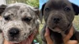 Two stolen puppies still missing: boy, 14, charged | ITV News