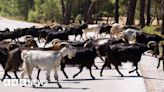 Greece imposes restrictions to tackle 'goat plague'