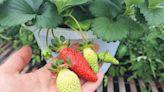 Here are some space-saving tips for growing strawberries