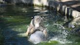 Sangre helada, piscina y abstinencia sexual para proteger del calor a las fieras de zoológico filipino