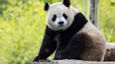 2 new giant pandas are returning to Washington's National Zoo from China by the end of the year