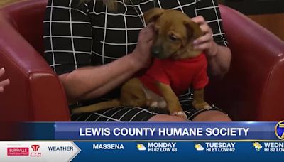 Lewis County Humane Society: Little Marlow