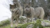 Cantabria "acepta" la sentencia de TJUE sobre el lobo pero cree que se basa en datos "no reales"