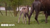 Camel calf plays after being born at Whipsnade Zoo