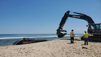 Dead whale caught on bow of MSC Cruises ship, authorities investigating