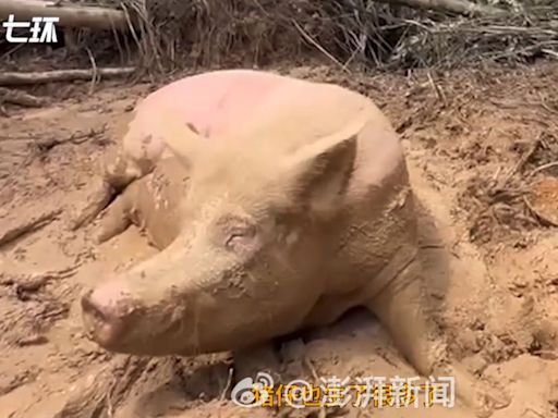 福建武平暴雨破歷史極值 養豬戶嘆：「70多隻豬」被土石流活埋