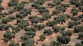 Tecnología y tradición, armas del olivo y la vid contra el cambio climático en Europa