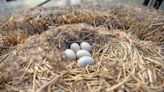 Mallard mama duck nests at Sandy Hill Fruit Farm
