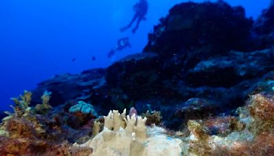 ‘Crazy’ ocean heat bleaching corals so perilously, scientists hope for hurricanes to cool things off