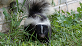 Jelly Roll and Wife’s Bulldog Gets Sprayed by Skunk and Hilarity Ensues