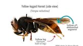 Invasive yellow-legged hornet queen captured in Jasper County. How they kill honey bees