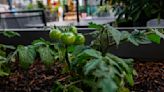 And the answer on how often to water tomatoes is ...; Dan Gill explains the variables