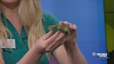 Wild Side: Painted turtle visits from Great Plains Nature Center