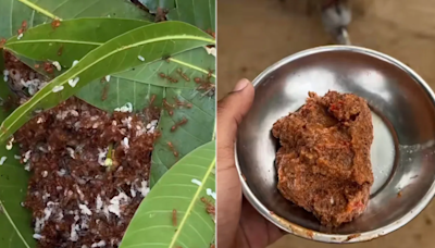 Red Ant Chutney Anyone? Video Recipe From Scratch, Has 25 Million Views