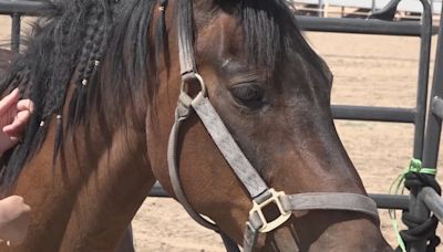 Miss Earth USA, Teen Miss Earth USA join effort to help displaced animals from Boulder View Fire