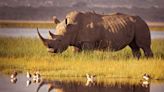 Scientists Are Trying to Resurrect the Northern White Rhino With Just 12 Frozen Cells