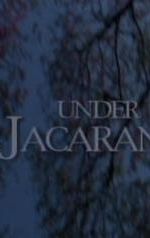 Under the Jacarandas