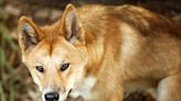 What Really Separates Dingoes From Dogs? Ancient DNA Holds the Answer