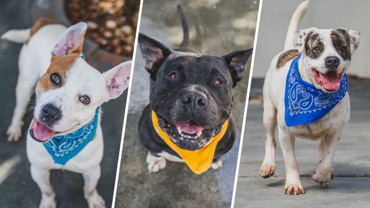 4 pet adoption myths busted as South Florida animal shelters face overcrowding